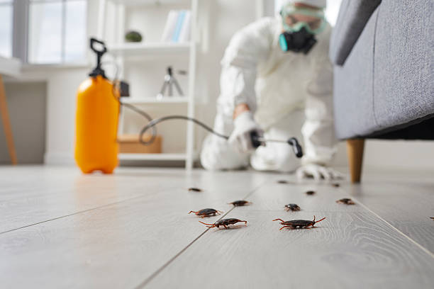 Commercial Kitchen Cockroach Control in Cranford